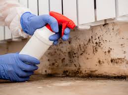 Trusted Glenwood, IL Mold Inspection Experts